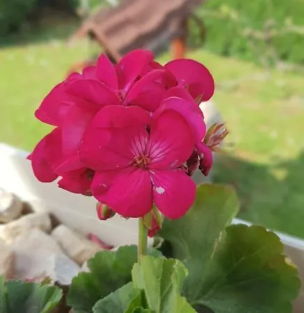 Apartma Jelka 公寓 *