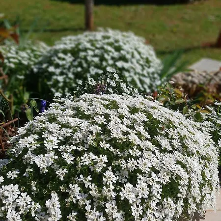 Apartma Jelka 公寓