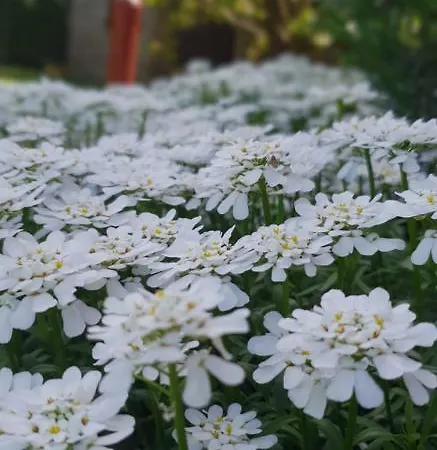 Apartma Jelka 아파트 Novigrad Istria